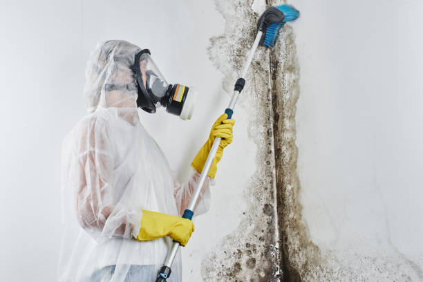 Best Toxic Mold Removal  in Tice, FL