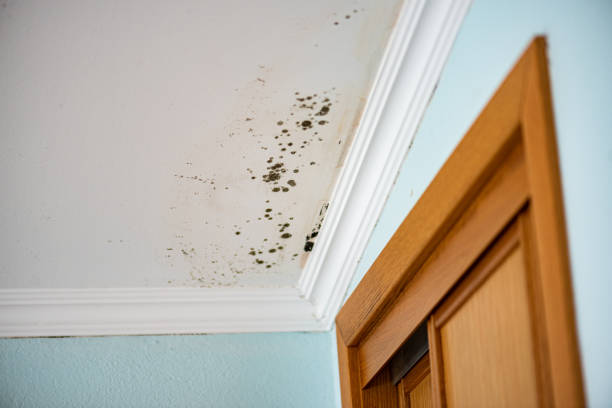 Best Mold Testing and Removal  in Tice, FL