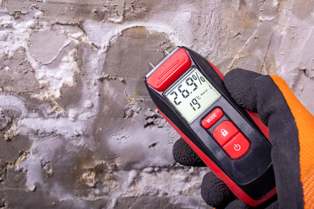 Best Mold Damage Repair  in Tice, FL