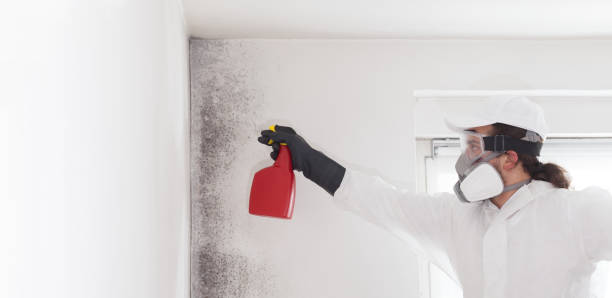 Best Mold Cleaning Services  in Tice, FL