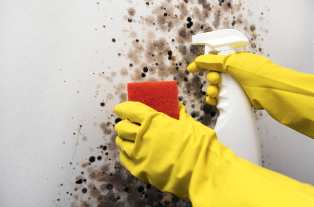 Best Commercial Mold Removal  in Tice, FL